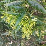 Cestrum nocturnumFulla