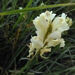 Linaria vulgaris花