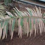 Cycas taiwaniana Blatt