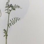 Vicia parviflora Blomma