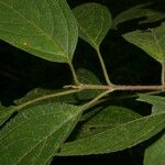 Lozanella enantiophylla Hoja