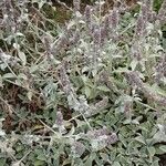 Stachys byzantina Habitus
