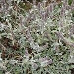 Stachys byzantina عادت