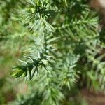 Juniperus semiglobosa Hoja