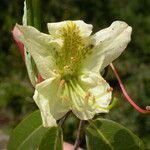 Rhododendron triflorum Hook. f.Žiedas