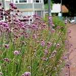 Verbena bonariensis आदत