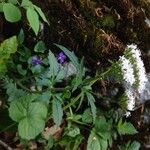 Valeriana tripteris Hábito