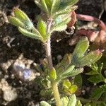 Veronica triphyllos Leaf