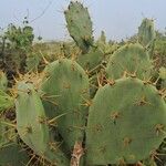 Opuntia dillenii Levél