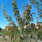 Populus nigra Yaprak