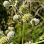 Eryngium paniculatum Fruit