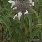 Monarda pectinata Frunză