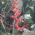 Heliconia bihaiCvet