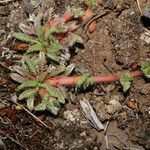 Alchemilla pinnata Other