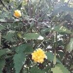 Kerria japonica Flower