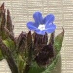 Anchusa arvensis Blüte