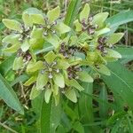 Asclepias viridis 花