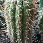 Weberbauerocereus weberbaueri 整株植物