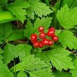 Actaea rubra पत्ता