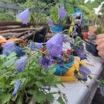 Campanula cochleariifoliaBlomst