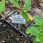Rhododendron loranthiflorum Інше