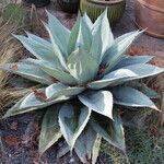 Agave ovatifolia List