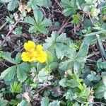 Potentilla reptans Hábito