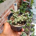Astridia velutina Hoja