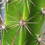 Leptocereus wrightii Hoja