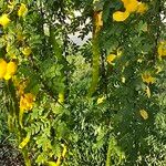 Senna auriculata Fruit