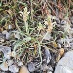 Plantago albicans Flor