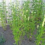 Agastache rugosa عادت داشتن