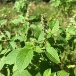 Ocimum americanumLiść