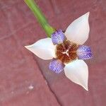Neomarica gracilis 花