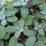 Salvia officinalis Blad