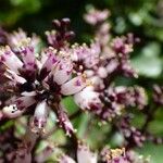 Nuxia verticillata Flower