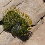 Stenotus acaulis Flor