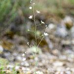 Omphalodes linifolia പുഷ്പം