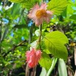Crantzia cristata Flower