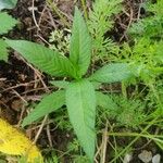 Persicaria hydropiperLeaf