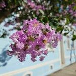 Lagerstroemia indicaFlower