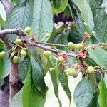 Prunus aviumПлод