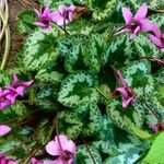 Cyclamen repandum Folha