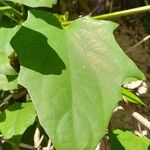 Thunbergia grandiflora List