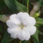 Impatiens walleriana Flower