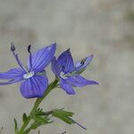 Veronica teucrium Квітка