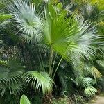 Livistona chinensis Folha