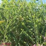 Maerua parvifolia Blomma