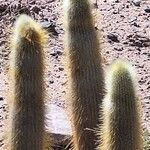 Cleistocactus hyalacanthus Liść