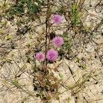 Mimosa quadrivalvis Flower